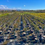 Červienka Fraserova (Photinia × fraseri) ´RED ROBIN´ - výška 60-80 cm, kont. C7L - NA KMIENKU